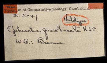 Media type: image;   Invertebrate Zoology OPH-5047 Aspect: labels